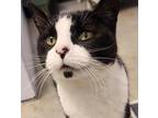 Adopt Apple a Domestic Shorthair / Mixed cat in Nelson, BC (41421433)