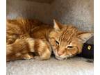 Adopt Benjamin a Orange or Red Tabby Domestic Shorthair / Mixed (short coat) cat