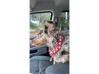 Adopt Leela a Black - with Gray or Silver Australian Shepherd / Mixed dog in