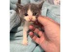 Adopt Mika a Gray or Blue (Mostly) Domestic Mediumhair / Mixed (medium coat) cat