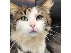 Adopt Hunter a Domestic Longhair / Mixed cat in Port McNicoll, ON (41432700)