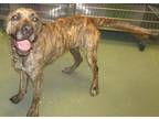 Adopt Yasmine a Plott Hound / Mixed dog in Raleigh, NC (41442617)