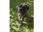 Adopt Zora a Bullmastiff / Mixed dog in Maple Ridge, BC (41442614)