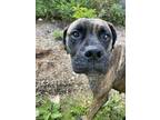 Adopt Zora a Bullmastiff / Mixed dog in Maple Ridge, BC (41442614)
