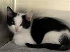 Adopt OSCAR a Domestic Mediumhair / Mixed (medium coat) cat in Tustin