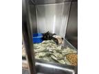 Adopt Penelope a Tortoiseshell Domestic Shorthair (medium coat) cat in
