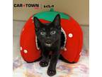 Adopt Davis a Domestic Shorthair / Mixed cat in Lexington, KY (41440053)