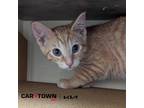 Adopt Dunkin a Domestic Shorthair / Mixed cat in Lexington, KY (41440052)
