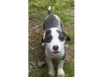 Adopt Margo - meet me a Gray/Silver/Salt & Pepper - with White American Pit Bull