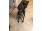 Adopt Harley a Gray/Blue/Silver/Salt & Pepper German Shorthaired Pointer / Mixed
