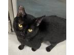 Adopt Rick a All Black Domestic Shorthair / Mixed Breed (Medium) / Mixed (short