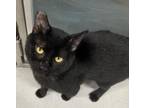 Adopt Rick a All Black Domestic Shorthair / Domestic Shorthair / Mixed cat in