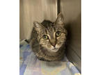 Adopt Ms. Grizz a Brown Tabby Domestic Shorthair / Mixed Breed (Medium) / Mixed