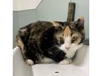 Adopt Patches a All Black Domestic Shorthair / Domestic Shorthair / Mixed cat in