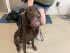 Adopt Ace a Brown/Chocolate Labrador Retriever / Mixed dog in Fort Worth
