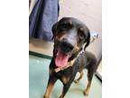 Adopt Raven a Black Rottweiler / Mixed dog in Williamsport, PA (41442673)