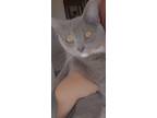 Adopt Stitch a Gray, Blue or Silver Tabby Korat / Mixed (medium coat) cat in