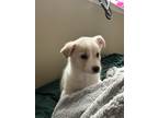 Adopt Concha a White Australian Shepherd / Husky / Mixed dog in Amarillo