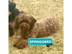 Adopt Mowgli a Miniature Poodle / Terrier (Unknown Type, Medium) / Mixed dog in