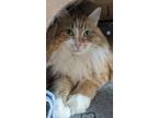 Adopt Pickles a Domestic Longhair / Mixed cat in Penticton, BC (41357159)