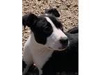 Adopt Dolly - meet me a Black - with White American Pit Bull Terrier / Boxer /