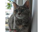 Adopt Kiki a Domestic Shorthair / Mixed cat in Lexington, KY (41434644)