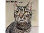 Adopt Earnest T. Catt a Domestic Shorthair / Mixed cat in Lexington