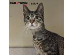 Adopt Clarke Marie a Domestic Shorthair / Mixed cat in Lexington, KY (41431320)