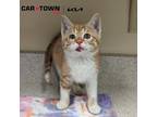 Adopt Sammy a Domestic Shorthair / Mixed cat in Lexington, KY (41440061)