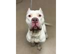 Adopt Malexi a White Mixed Breed (Large) / Mixed dog in Chamblee, GA (41442435)