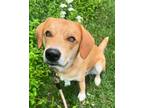 Adopt Cheeto a Tan/Yellow/Fawn Beagle / Mixed dog in Voorhees, NJ (41194581)