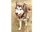Adopt Amelia a Brindle Husky / Mixed Breed (Medium) / Mixed (short coat) dog in
