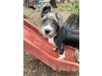 Adopt Lucki a Black Mixed Breed (Medium) / Mixed dog in Hopkinton, MA (41408490)