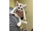 Adopt Bertha a White Domestic Shorthair / Domestic Shorthair / Mixed cat in