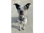 Adopt Ziggie a Black Australian Cattle Dog / Mixed Breed (Medium) / Mixed (short