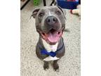 Adopt Casper 40621 a American Pit Bull Terrier / Mixed dog in Pocatello