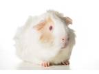 Adopt Snow a Guinea Pig small animal in Surrey, BC (41426410)