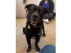 Adopt Luther IV 143 a Black Corgi / Mixed dog in Cleveland, OH (41442407)