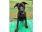 Adopt Whatnot a Black Shepherd (Unknown Type) / Mixed dog in San Antonio