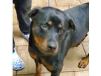 Adopt MYA a Black - with Tan, Yellow or Fawn Rottweiler / Mixed dog in Oswego