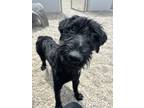 Adopt Herbert a Black Schnauzer (Standard) / Mixed Breed (Medium) / Mixed dog in