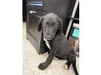 Adopt Story a Black Border Collie / Labrador Retriever / Mixed (short coat) dog