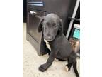 Adopt Story a Black Border Collie / Labrador Retriever / Mixed dog in