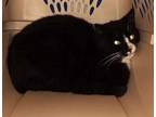Adopt Stray - On Hold a All Black Domestic Shorthair / Domestic Shorthair /