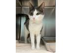 Adopt Whitney a Gray or Blue Domestic Shorthair / Mixed Breed (Medium) / Mixed