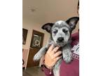 Adopt Bluey a White Australian Cattle Dog / Mixed dog in Bryan, TX (41442458)