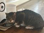 Adopt Bailey a Gray or Blue (Mostly) Domestic Shorthair / Mixed (short coat) cat