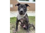 Adopt Armadillo in California MD a Black Pit Bull Terrier / Mixed dog in
