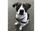 Adopt GRiZ in Richmond VA a Black - with White Pointer / Pit Bull Terrier /
