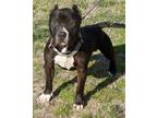 Adopt Marshall Mathers in Gloucester VA a Black - with White Pit Bull Terrier /